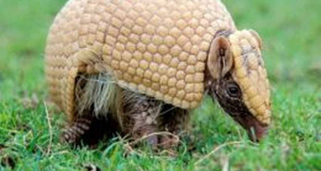 Mascote da Copa de 2014 sofre com ameaça de extinção no Nordeste