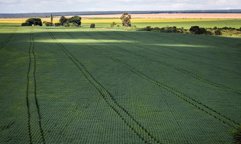 Safra do Piauí vai ocupar área equivalente a mais de 1 milhão de campos de futebol, aponta levantamento